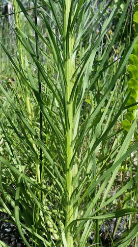 Image of savanna blazing star by (c) Jay Horn, some rights reserved (CC BY)