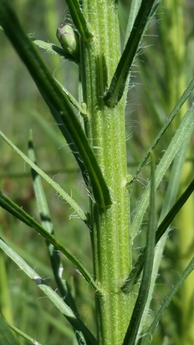 Image of Liatris savannensis by (c) Jay Horn, some rights reserved (CC BY)