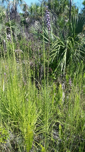 Image of Liatris savannensis by (c) Jay Horn, some rights reserved (CC BY)