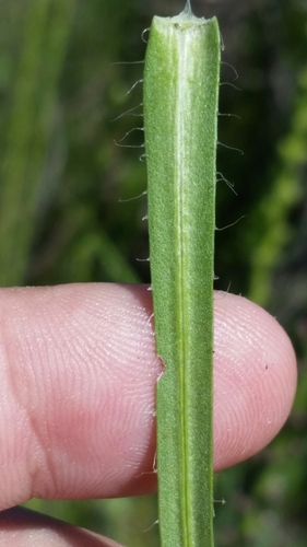 Image of Liatris savannensis by (c) Jay Horn, some rights reserved (CC BY)
