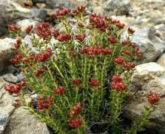Rhodiola fastigiata