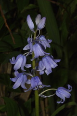Hyacinthoides