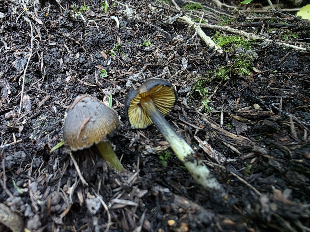 Hygrocybe astatogala · June 2025 · photo: © nicnation (iNaturalist, cc-by)