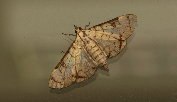 Aphytoceros
