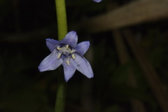 Hyacinthoides