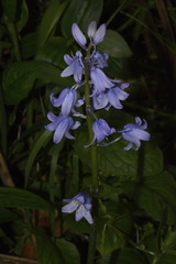 Hyacinthoides