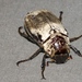 Greyback Cane Beetle - Photo (c) Malcolm Tattersall, some rights reserved (CC BY-NC-SA)