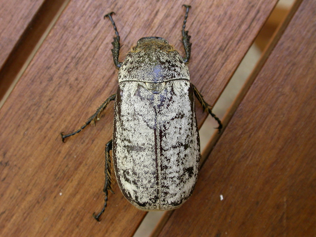 Greyback Cane Beetle