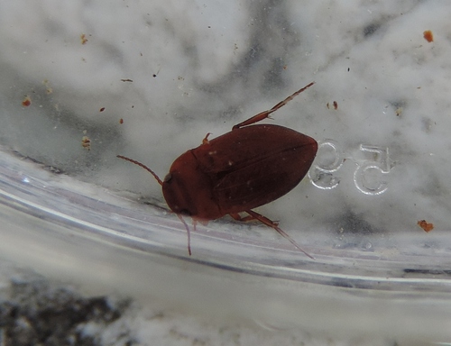 Deronectes aubei