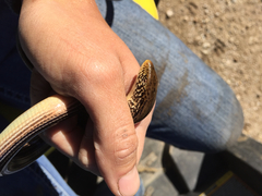 Ophisaurus attenuatus