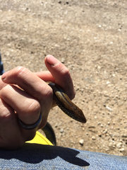 Ophisaurus attenuatus