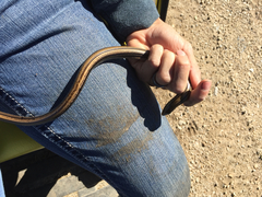 Ophisaurus attenuatus