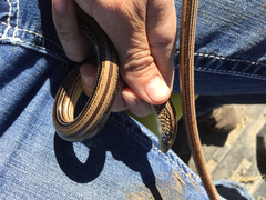 Ophisaurus attenuatus