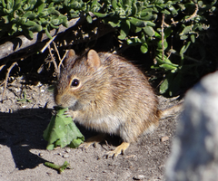 Xeric Four-Striped Grass Rat photo 2