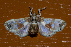 Leucinodes orbonalis