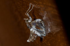 Leucinodes orbonalis