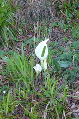 Lysichiton camtschatcensis
