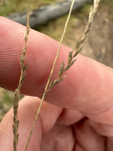 Leptochloa decipiens observed 2025-06-01