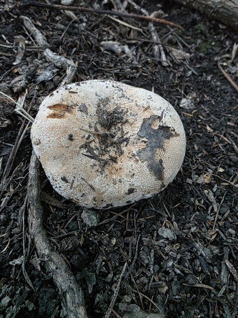 Lactifluus clarkeae · June 2025 · photo: © nicnation (iNaturalist, cc-by)