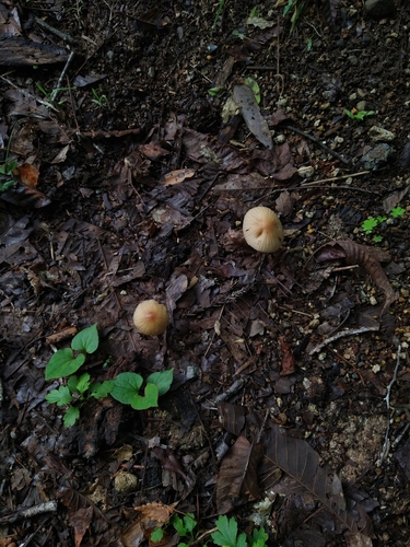 Marasmius centrocinnamomeus