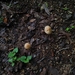 Marasmius centrocinnamomeus