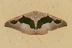 Celenna festivaria