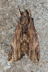 Ercheia