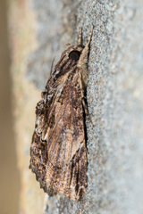 Ercheia