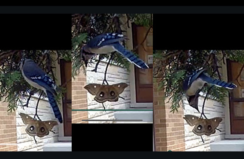 Blue Jay photographed in Illinois