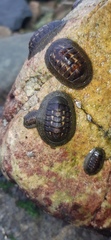 Chiton granosus