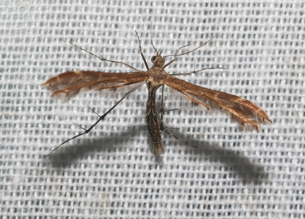 Crombrugghia propedistans