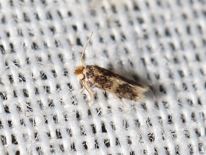 Ectoedemia suberis