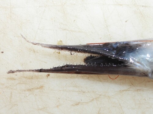 Beans zaagtandaal (Serrivomer beanii) — Serrivomeridae — 3