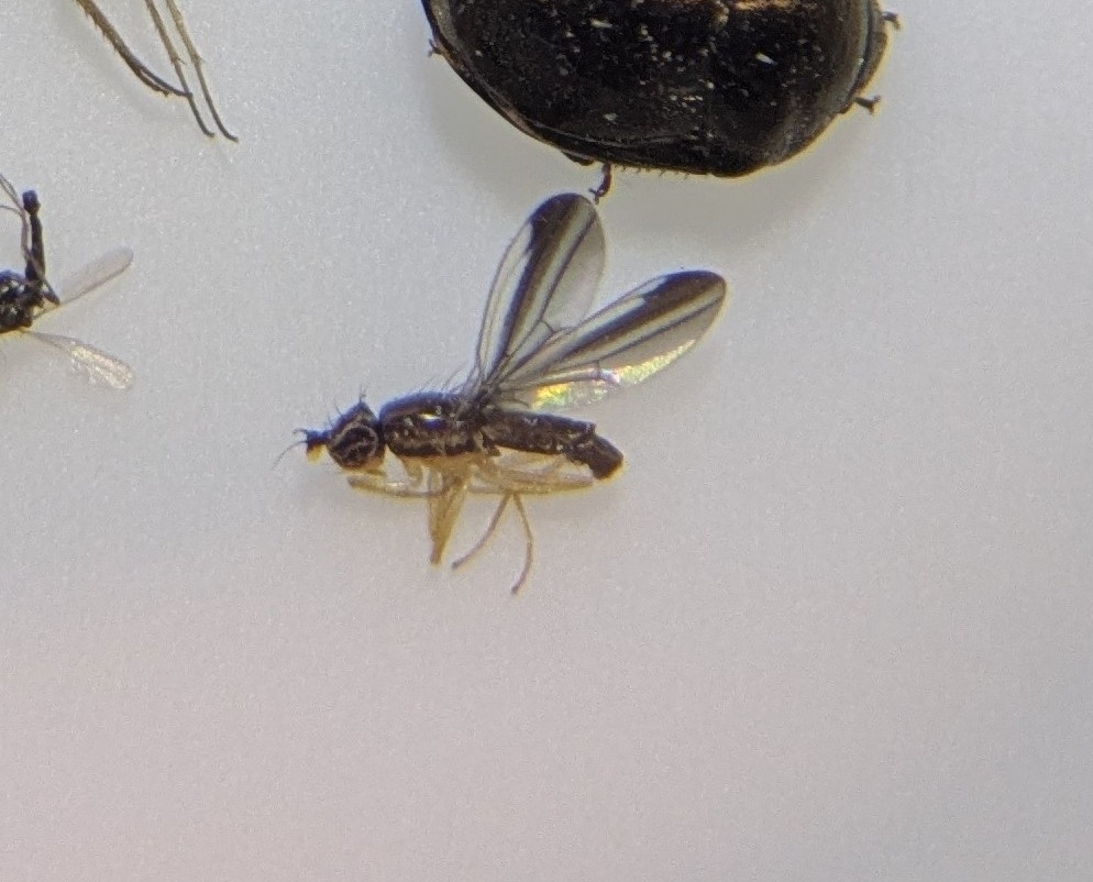 Ischnomyia albicosta