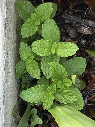 Mentha spicata