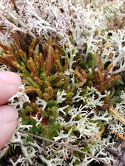 Selaginella rupestris