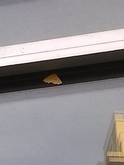 Tetracis jubararia