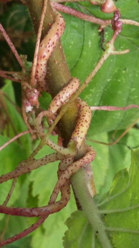 Cuscuta lupuliformis Krock.
