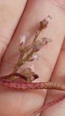 Cuscuta lupuliformis