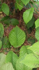 Cuscuta lupuliformis