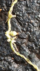 Cuscuta lupuliformis