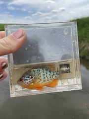 Orangespotted Sunfish photo 3