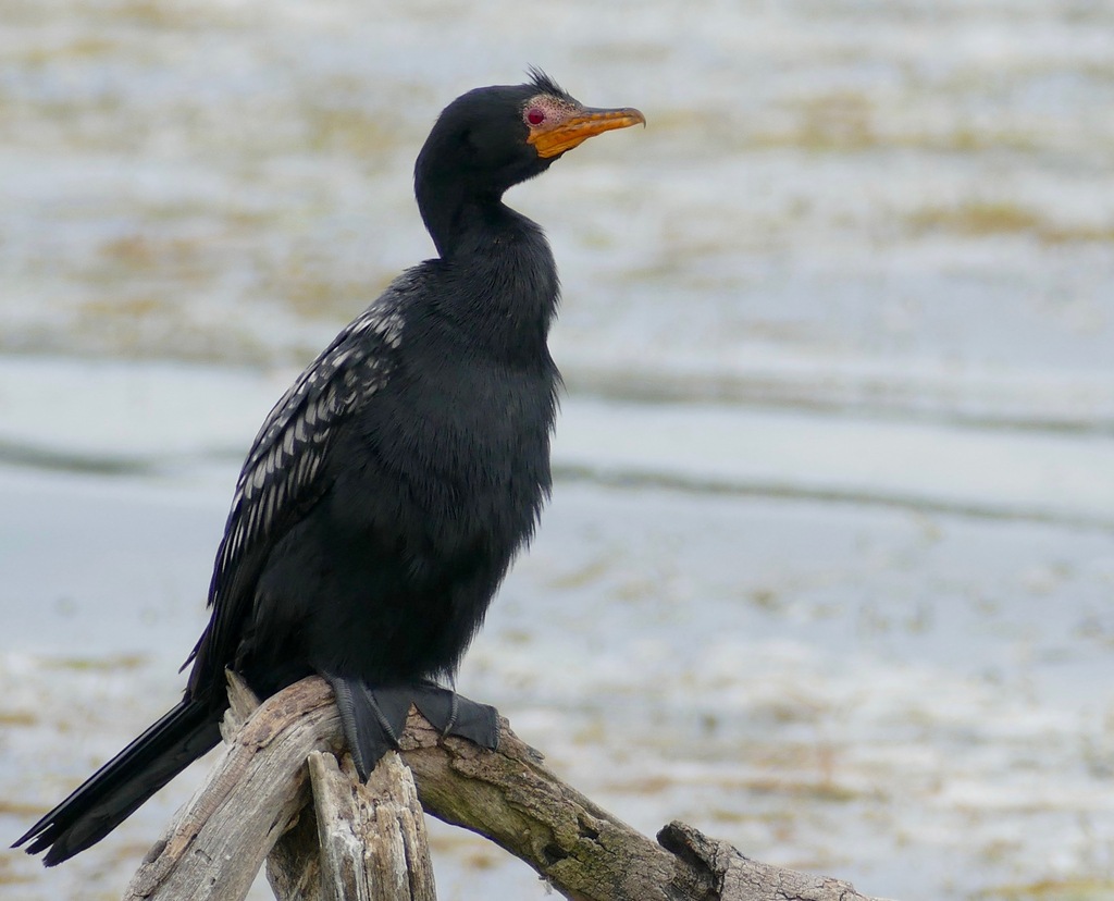 Long-tailed Cormorant