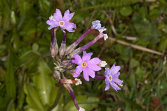 Primula halleri