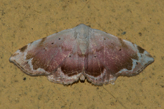 Eublemma roseonivea