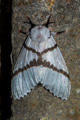 Lymantria bivittata
