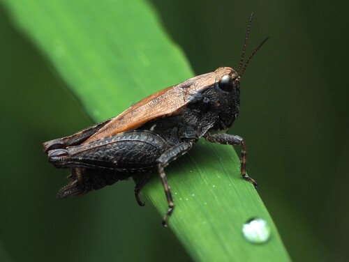 Black-sided Pygmy Grasshopper photo 3