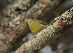 Numfor Leaf-Warbler photo 3