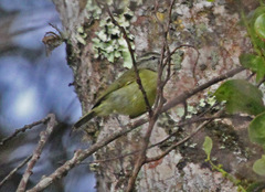 Numfor Leaf-Warbler photo 4