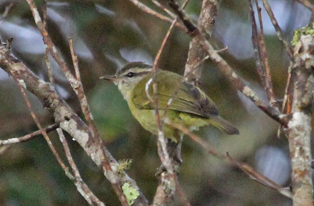Numfor Leaf Warbler illustration